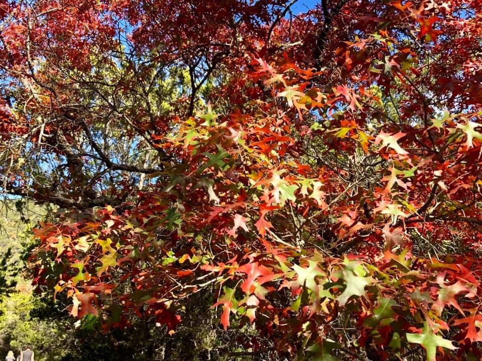 Nov. 26,  2019, photo 1 of maple trees at Lost Maples State Natural Area 