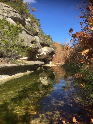 Nov. 26,  2019, photo 3 of maple trees at Lost Maples State Natural Area 