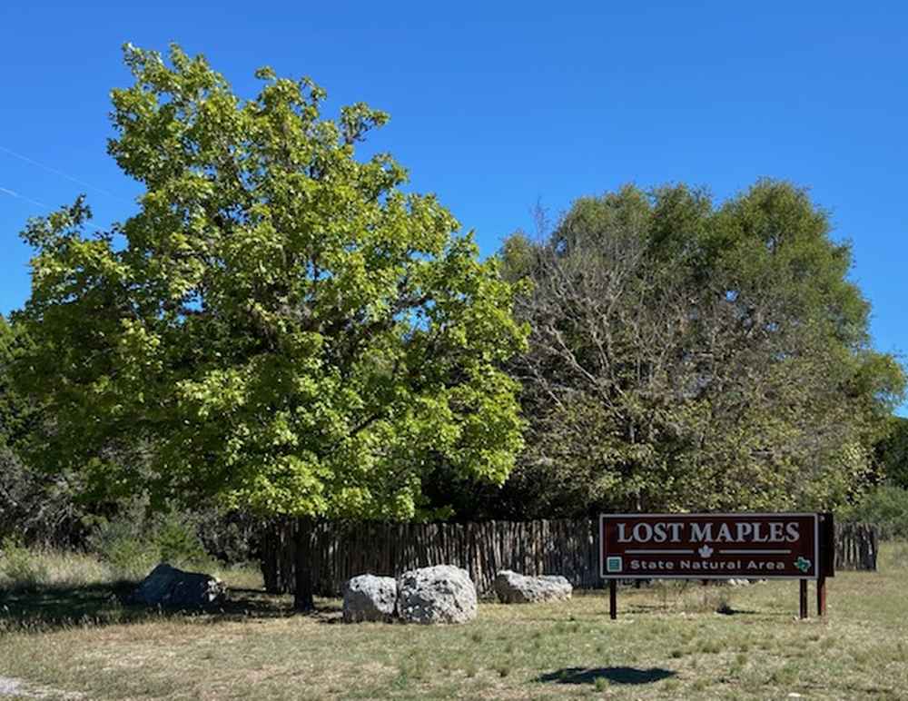 Lost Maples Foliage Report photo 2  (Sept. 30, 2020)