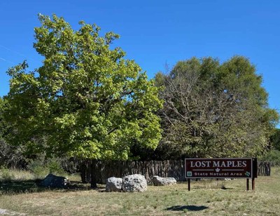 Lost Maples Foliage Report photo 2  (Sept. 30, 2020)