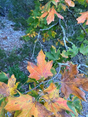 Lost Maples Foliage Report photo 1  (Oct. 15, 2020)