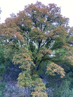See a larger version of the second photo of the Oct. 15, 2020 fall foliage report.