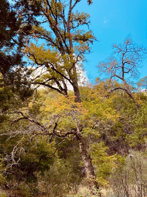 Lost Maples Foliage Report photo 1  (Oct.22, 2020)