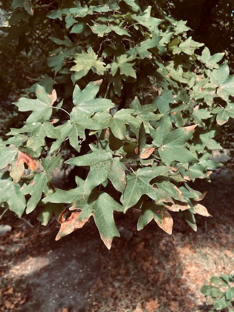 Lost Maples Foliage Report photo 3  (Oct. 22, 2020)