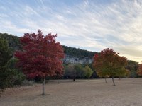 See a larger version of this photo of the Nov. 5, 2020 fall foliage report.