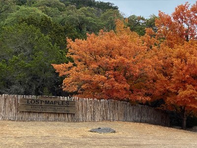 Lost Maples Foliage Report photo 1  (Nov. 12, 2020)