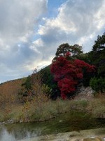 See a larger version of this second photo of the Nov. 12, 2020 fall foliage report.