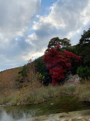 Lost Maples Foliage Report photo 2  (Nov. 12, 2020)
