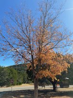 See a larger version of this photo of the Nov. 19, 2020 fall foliage report.