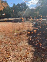See a larger version of this second photo of the Nov. 19, 2020 fall foliage report.