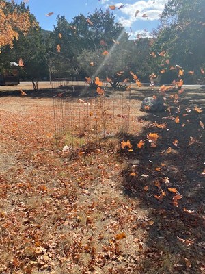 Lost Maples Foliage Report photo 2  (Nov. 19, 2020)