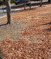 See a larger version of this third photo of the Nov. 19, 2020 fall foliage report.