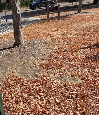 Lost Maples Foliage Report photo 3  (Nov. 19, 2020)
