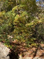 Close-up of maple tree with leaves just beginning to show color