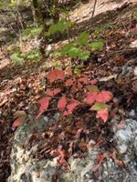 vine turning red