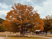 Large maple tree with rust-colored leaves near campground