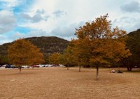 Wide view of multiple trees with fall color in open area