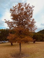 Maple tree with rust-colored leaves