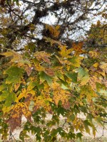 Close-up of yellow and green leaves