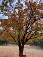 Maple tree with colorful foliage