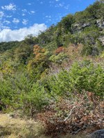 Hillside with a few trees showing fall color