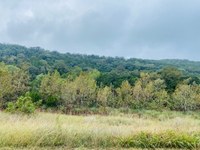 Trees and hillside