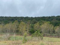 Trees at the edge of a clearing