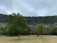 several large trees with green leaves and cliff behind