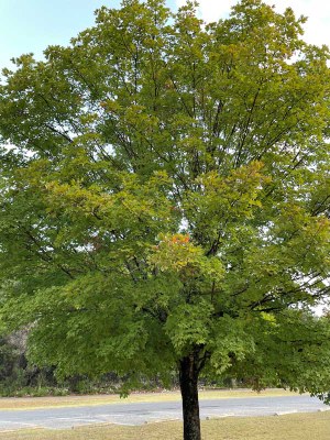 Fall Color 1 Oct 28 Report