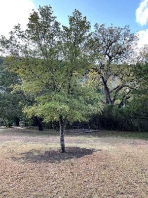 Fall Color 2 Oct 28 Report