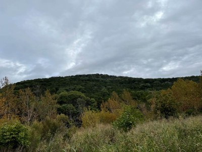 Fall Color 2 Oct 14 Report