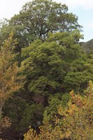 Large maple tree with green leaves.