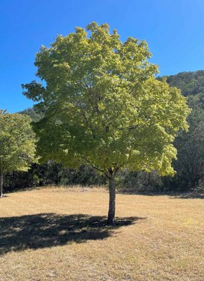 Fall Color 1 Oct. 20 Report 