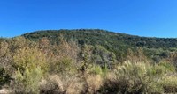 Hillside of green trees and brush
