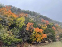 Hillside with some leaf color