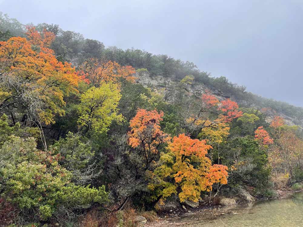 LM Foliage 1 11-25-22