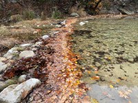 River with fallen leaves piled up in the water.