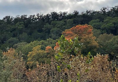 LM Foliage 1 Nov 4 Report