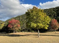 Maple trees with color in an open area