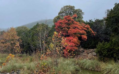 LM Foliage 3 11-25-22