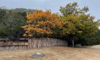 Gate area with colorful maple behind fence