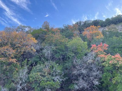 LM Foliage 5 11-10-2022