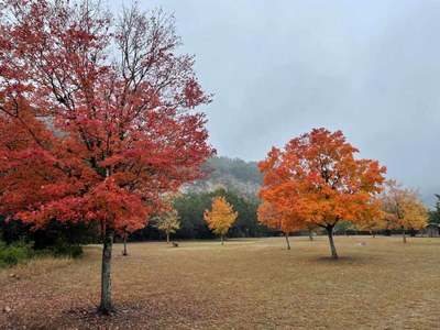 LM Foliage 5 11-25-22