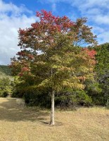Maple tree turning red with some green leaves still