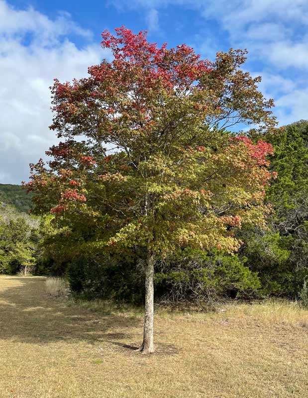 LM Foliage 5 Nov 4 Report