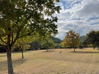 Open area with some trees turning gold