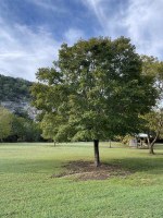 Stately tree