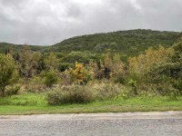 View of roadside foliage with slight color