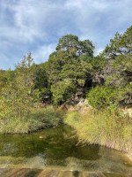 Bank of river showing green foliage