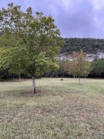 Tree in open area with no color